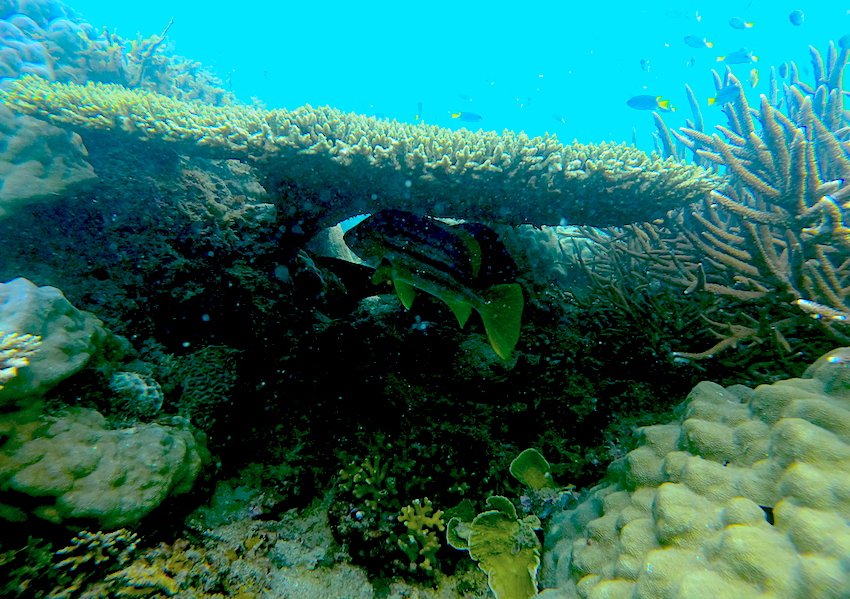Plate Coral