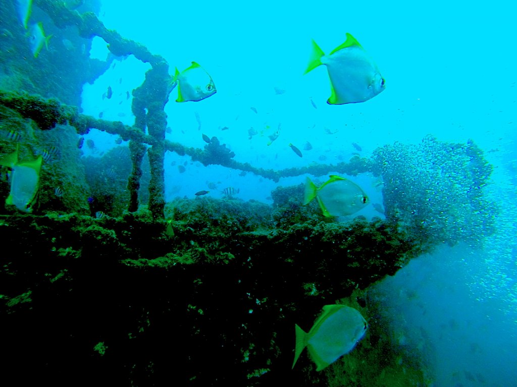 Fish Ecosystem