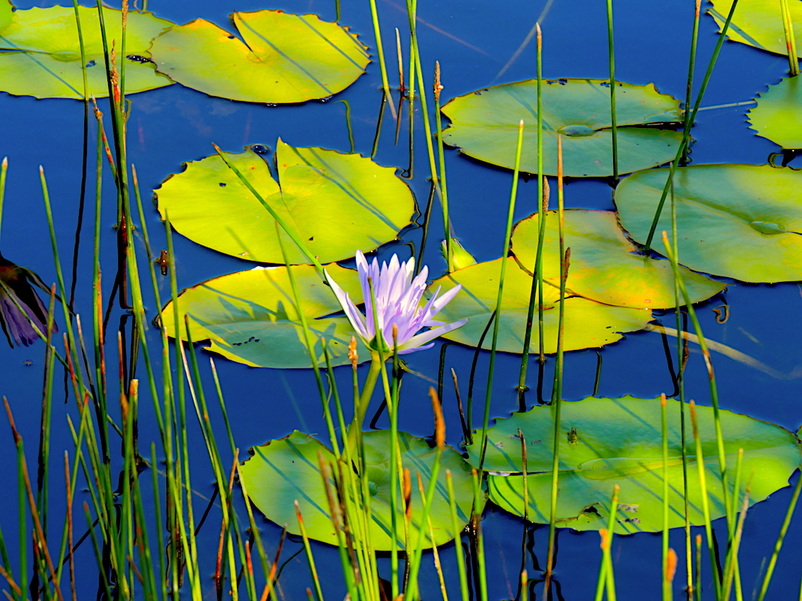 Water Lilies
