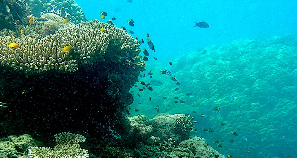 Coral Garden