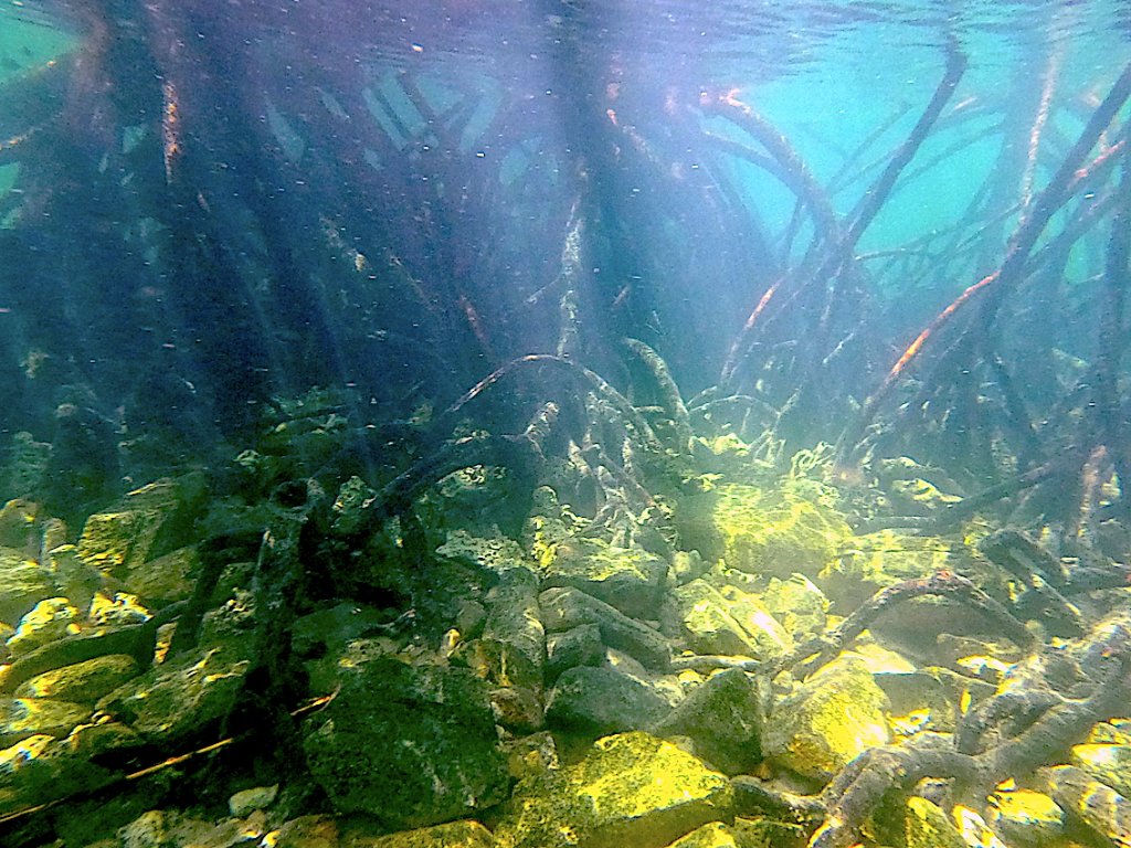 Mangrove Roots