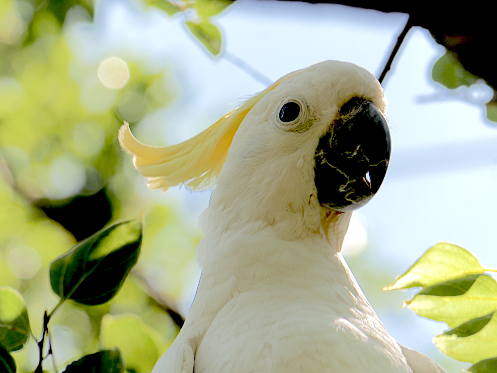 Cockatoo in a tree country scenery