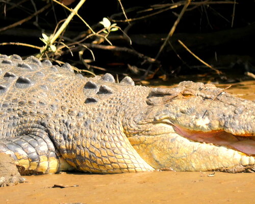 A motorcycle trip through the Daintree Rain Forest – Daintree Ferry to Cooktown