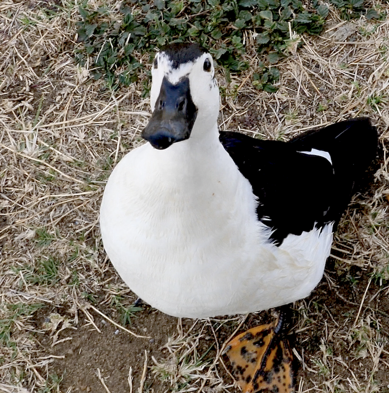 A Sense of Place - Richmond is an essay on the culture and nature of a small town in North Western Queensland.