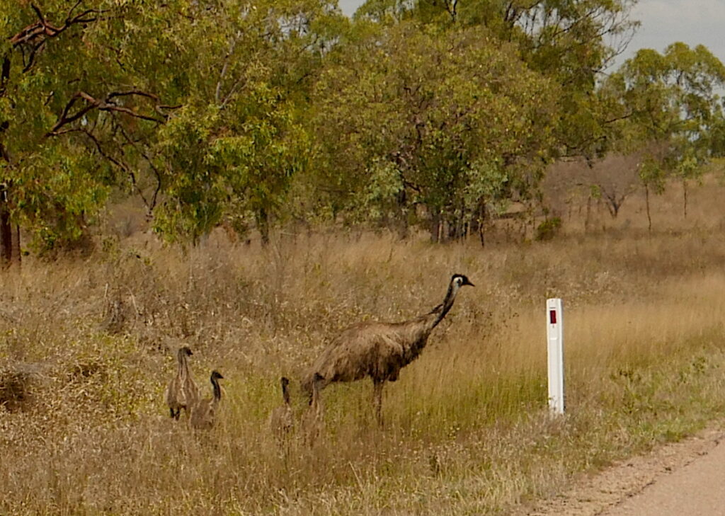Ravenswood a Sense of Place Emus on the road in.